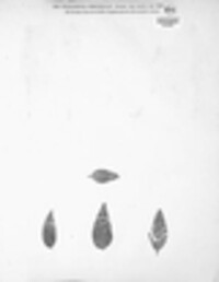Phyllosticta mercurialis image